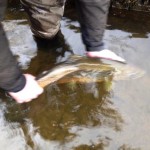 Sheelin – Danny Murray, Dublin releases his 8 ½ lb trout