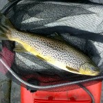 Sheelin – Larry McAlinden’s trout caught & released, using a Minkie