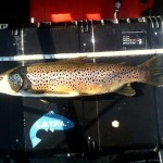 Sheelin – Peter Boyle’s 6lb 63.5 cm Sheelin trout