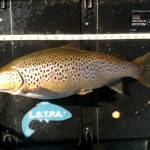 Sheelin – Peter Boyle’s heavy weight of 6lb 2oz