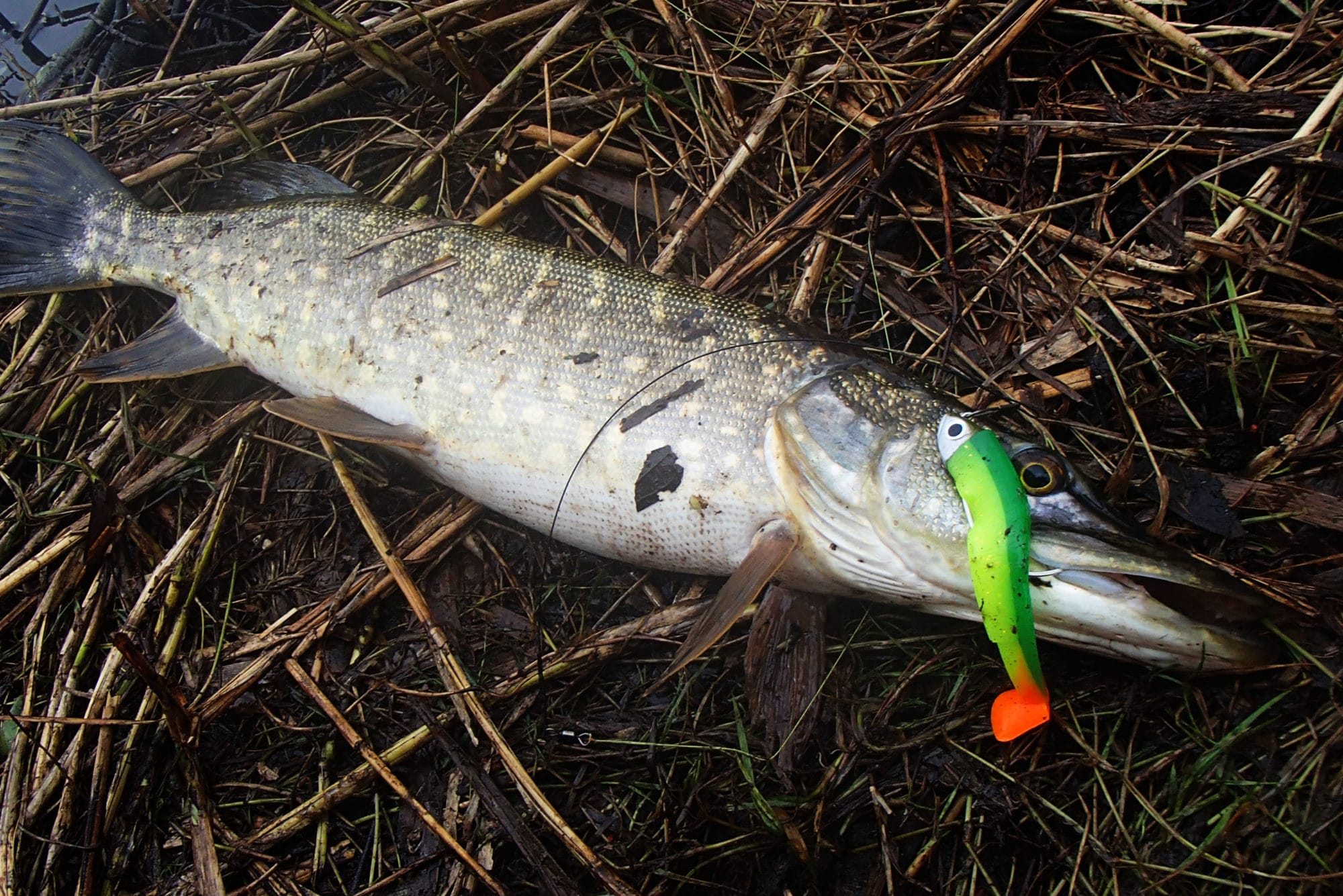 Weed less soft plastics land the pike and breaks the Cabin Fever