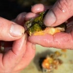 Ullcatch – Bait prep