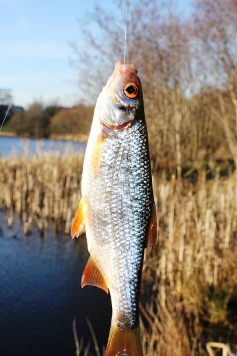 Many Smaller Lakes Contain Good Stocks of Small Pristine Fish Like This.