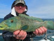 Irish Angling Update, 17/04/14 Ballan wrasse