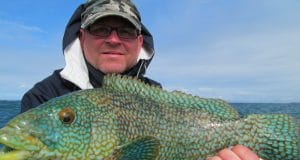 Ballan wrasse