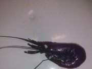 Fresh prawns are doing the business on the Bunduff Fresh Prawn are doing the business