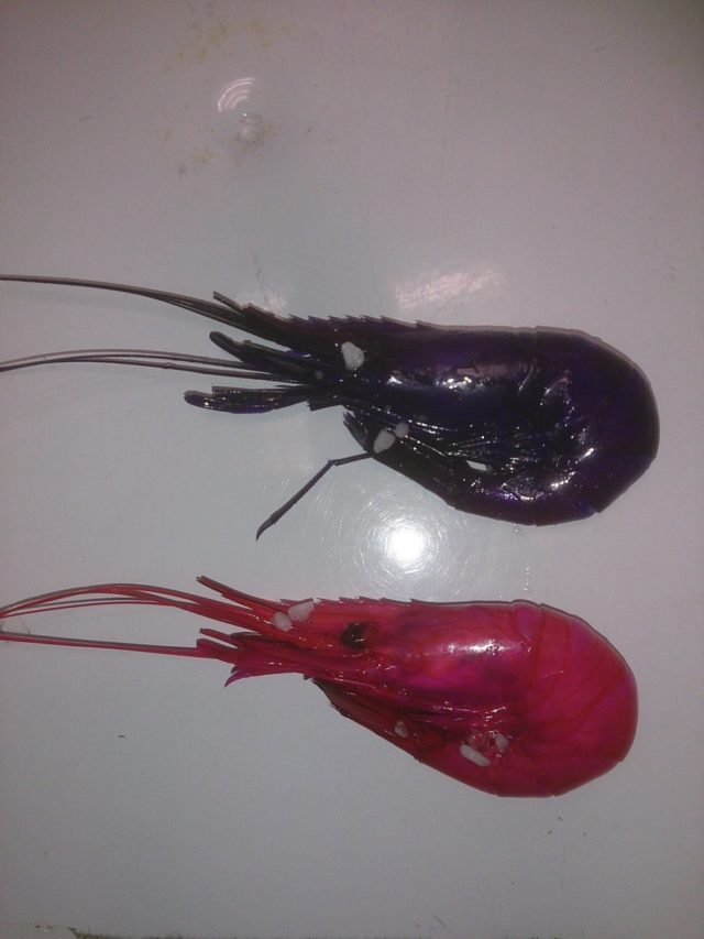 Fresh Prawn are doing the business