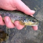 Clonanav – March trout 1