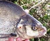 Ballybay Angling Association Seek Sponsors for Charity Event