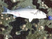Cork anglers strike silver at last ! Ray Horgan's bass