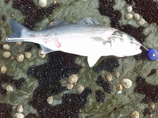Ray Horgan's bass