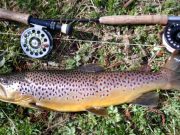 Some fine Trout reported from the River Boyne