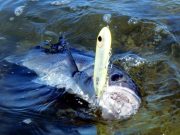 Irish Angling Update – 03/04/14