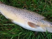 Exciting sport all the year round at well stocked stillwater fisheries