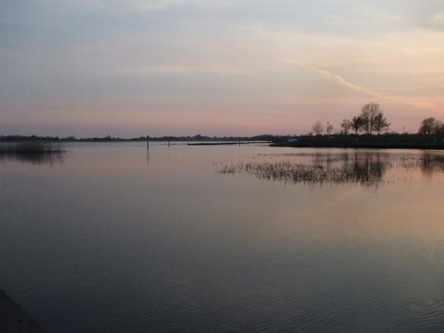 Tench swims