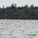 Gulls feeding on duckfly on Lough Ennell