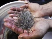Thousands of eels are being released into the North’s lakes and rivers… – The Journal.ie Journal.ie - Glass eels - Image - AP Press Association Images