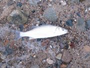 Six different species and twelve fish in total – Sid is back and counting !