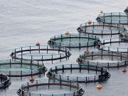 Ireland Suffers its Largest Salmon Farm Escape – The Fish Site The Fish site - Fish Farm Photo