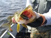 44 Pike for Fishmaniak Fishing Club Members at Weekend Competition on Lough Kinale