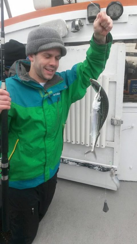 mackerel