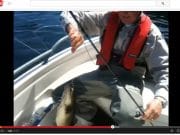 Fly guide looking forward to good pollacking and more in Cork Harbour as summer approaches