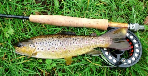 Another Beautifully Marked Wild Brown Trout from the River Fane