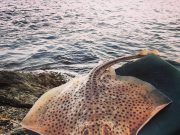Fantastic shore fishing from Donegal Bay shore marks over weekend