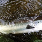 Salmon