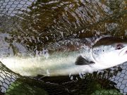 Some fine salmon caught on the Bandon over the Weekend Salmon