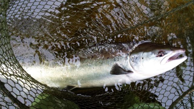 Salmon
