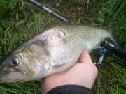 A variety of fish in scenic St Mullins makes it well worth the visit