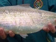 Tasmanian Devil lands specimen Twaite Shad in scenic St Mullins
