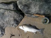 Damien Willis reports on some recent bass fishing on the Fly in North Kerry.