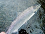 The Bandon has picked up with springers and sea trout