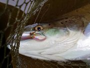 The green butt cascade produced the goods on the Bandon