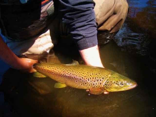 Releasing John’s brute