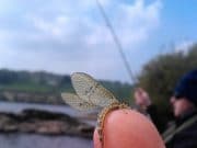 Martin Mc Grenra wins 1st prize at Milford & District Presidents Cup Open Trout angling competition May Fly on Lough Fern