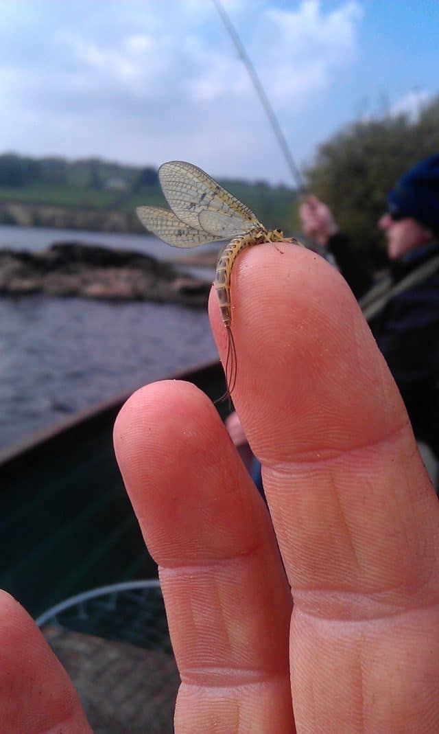 May Fly on Lough Fern