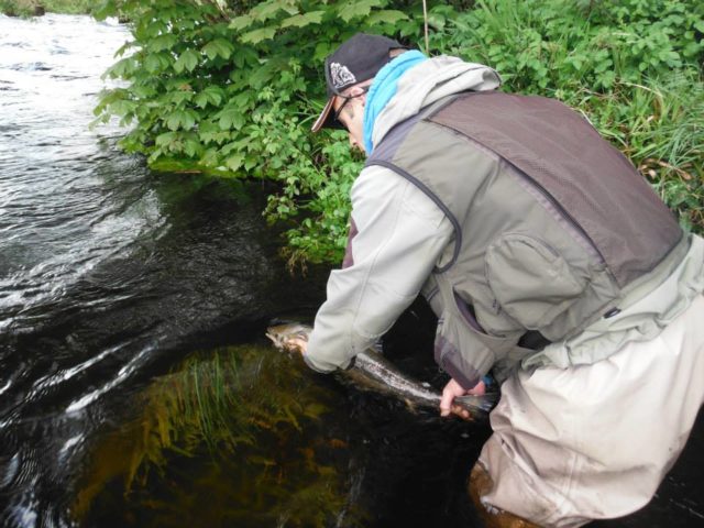 Skinny releases another cracker on the Cloghan Lodge Estate Fishery on the Finn