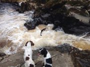Irish Angling Update – 22/05/14 Not one, not two but three springers on the Salmon Leap, Cloghan Estate Fishery, River Finn