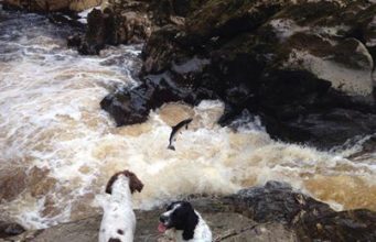 Irish Angling Update – 22/05/14 Not one, not two but three springers on the Salmon Leap, Cloghan Estate Fishery, River Finn