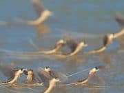 Annual Mayfly spectacular takes flight – Mayo News Mayo News - Mayflies emerging from the water.
