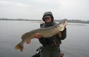 Great pike fishing at Portumna, Belgian anglers land 100 fish