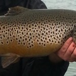 Sheelin – A 7.2kg Sheelin trout