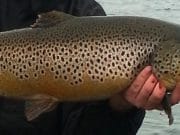 The trout fishing is getting better as olives and midges hatch in abundance on Lough Sheelin.