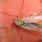 Sheelin – A Sheelin Buzzer