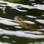 Sheelin – Rising Trout