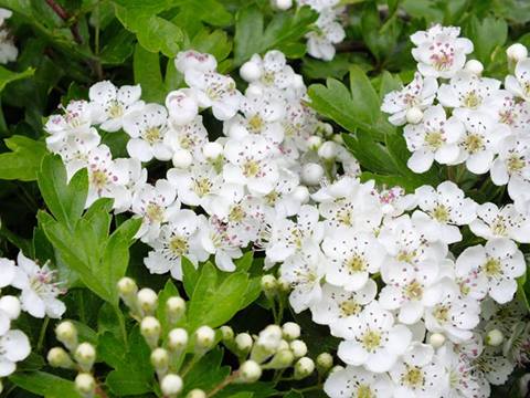 Sheelin - The Hawthorn or May blossom