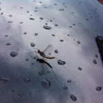 Sheelin – The Mayfly 1